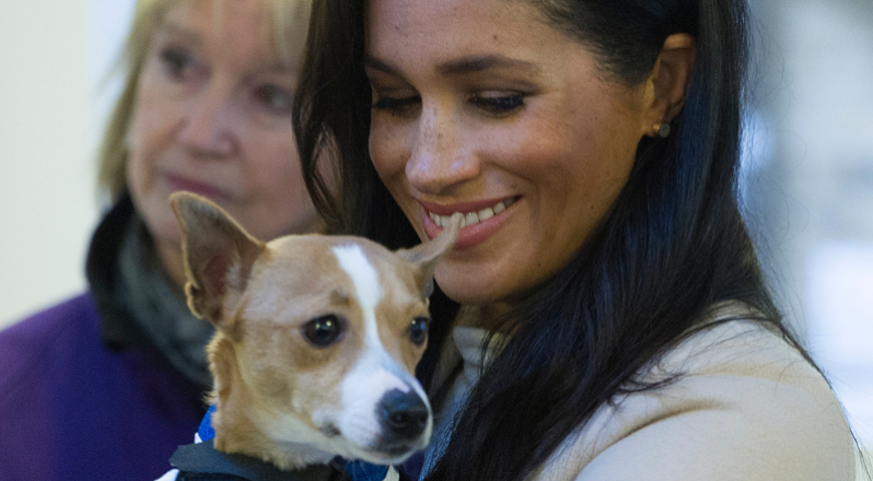 The Most Pampered Celebrity Pets